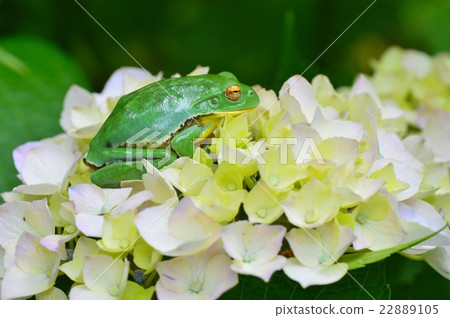 繡球花和牛蛙 22889105