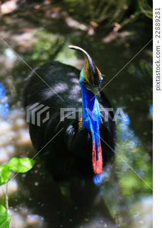 世界上第三大無法飛行的鳥,Cassowary 世界上第三大無法飛行的鳥,Cassowary 22889281