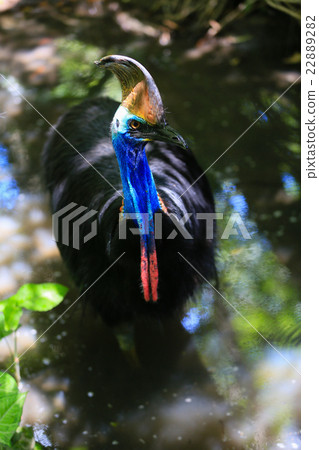 世界上第三大無法飛行的鳥,Cassowary 世界上第三大無法飛行的鳥,Cassowary 22889282