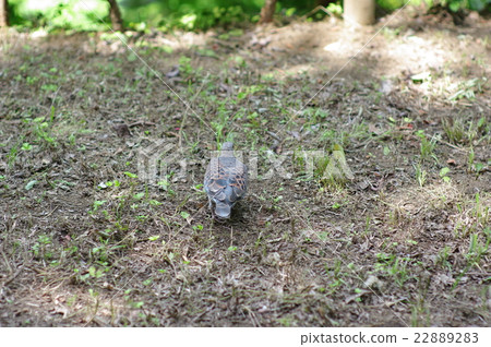 鴿子 鴿子 22889283