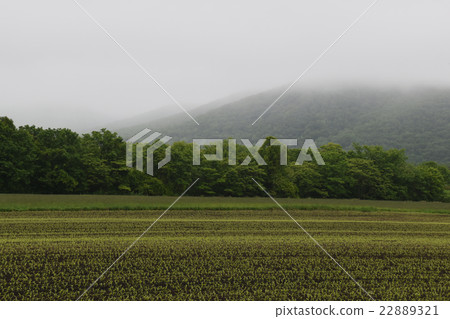 Field Field 22889321
