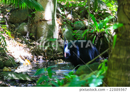 世界上第三大無法飛翔的鳥類，海濱的食火雞 22889367