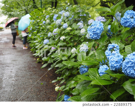 Hydrangea · rainy season 22889375