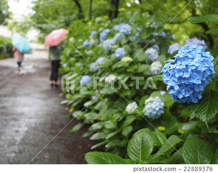 繡球花·雨季 繡球花·雨季 22889376