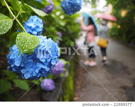 繡球花·雨季 22889377