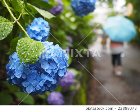 Hydrangea · rainy season Hydrangea · rainy season 22889378