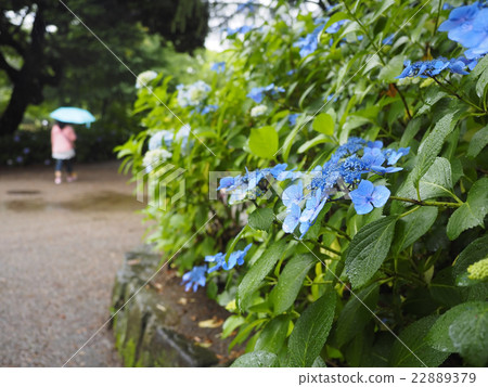 Hydrangea · rainy season Hydrangea · rainy season 22889379
