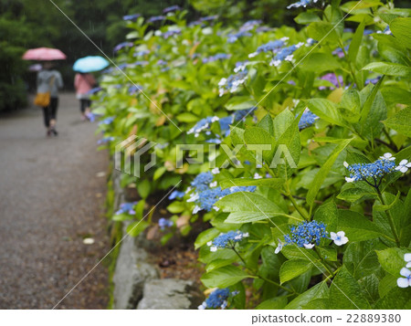 繡球花·雨季 繡球花·雨季 22889380