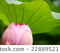 蓮花 22889521
