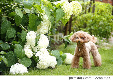 繡球花和玩具貴賓犬 22889853
