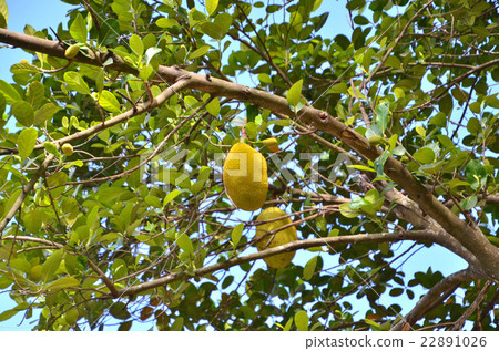 Fruitful bread tree in the precincts of Buddhist temples Fruitful bread tree in the precincts of Buddhist temples 22891026