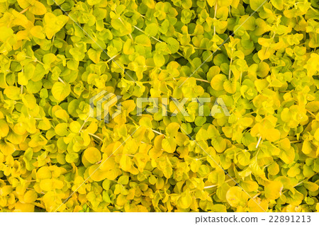 Yellow leaves background texture, top view 22891213