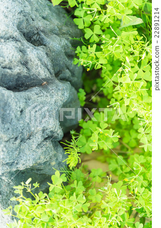 Green leaves and rock background texture, top view 22891214