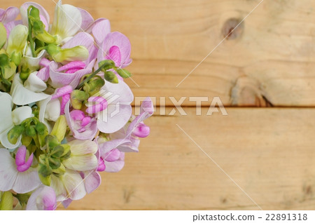 夏天甜豌豆 22891318