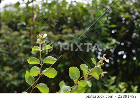 Sinfolycarfos flowers Sinfolycarfos flowers 22891452