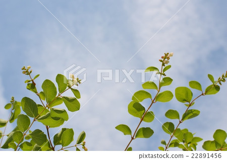 Cymfollycalphos花和藍天 Cymfollycalphos花和藍天 22891456