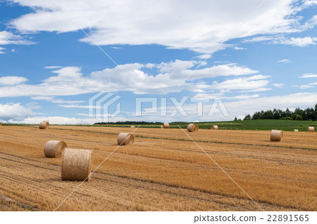 Hill of Biei Hokkaido 22891565