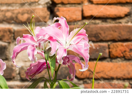 Close up of pink lily flower Close up of pink lily flower 22891731