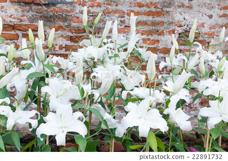 Close up of white lily flower Close up of white lily flower 22891732