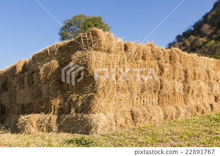 Field with bales of hay Field with bales of hay 22891767