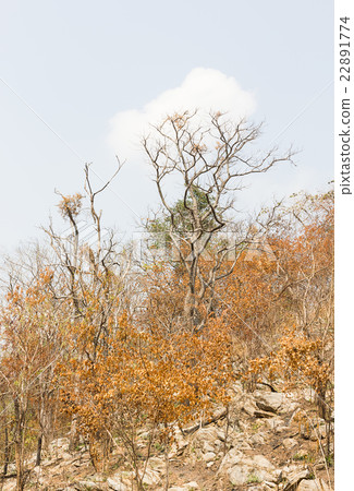 Forest after fire on a mountain Forest after fire on a mountain 22891774