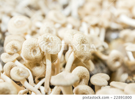 Mushrooms in farm Mushrooms in farm 22891800