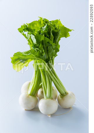 Turnip Turnip 22892093