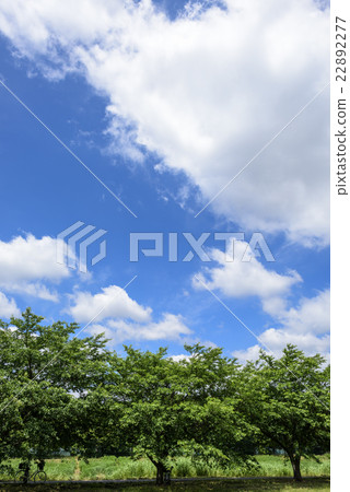 Blue sky and clouds in early summer 22892277
