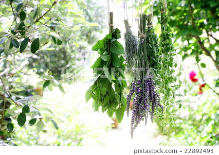 A bunch of herbs hanging in the shade 22892493