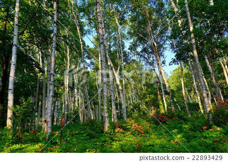 White birch forest of azaleas blooming at the Heiwa Plateau 22893429