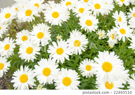 黛西的花瓣 22893510