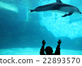 海豚和孩子們 22893570