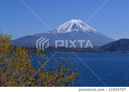 Mt. Fuji in the winter of Lake Motosu, where the yellow flowers and the light blue lake surface flourish in the blue sky Mt. Fuji in the winter of Lake Motosu, where the yellow flowers and the light blue lake surface flourish in the blue sky 22893797