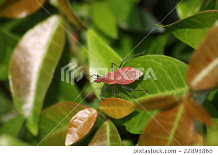 Red turtle Red turtle 22893866