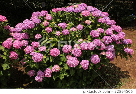 Hydrangea bathed in sunshine during the rainy season 22894506