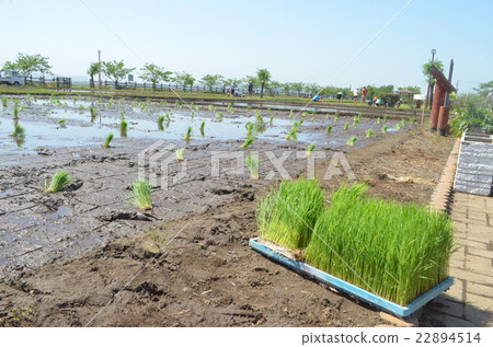Before rice planting 22894514