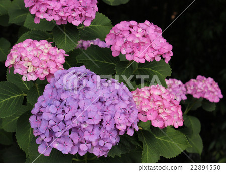 Hydrangea at Kitayama Park, where it was nearly at its best (5) Hydrangea at Kitayama Park, where it was nearly at its best (5) 22894550