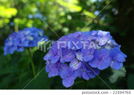 Hydrangea under shadow and sunlight through sunlight Hydrangea under shadow and sunlight through sunlight 22894768