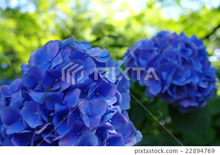 Hydrangea under shadow and sunlight through sunlight Hydrangea under shadow and sunlight through sunlight 22894769