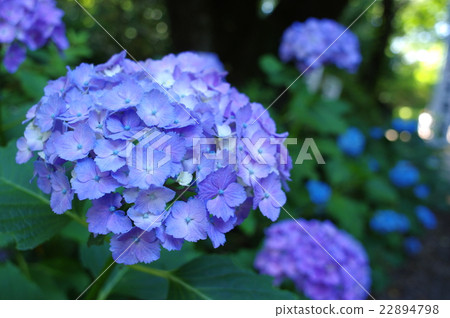 Hydrangea under shadow and sunlight through sunlight Hydrangea under shadow and sunlight through sunlight 22894798