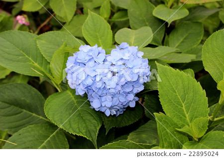 心形繡球花 心形繡球花 22895024