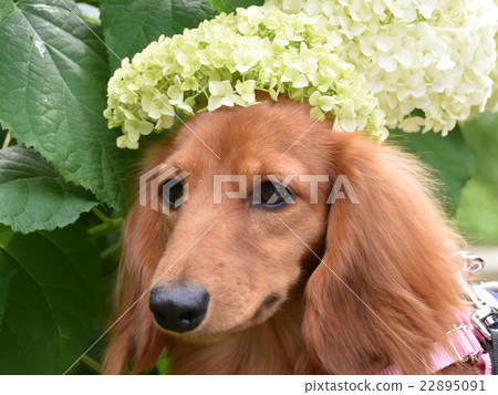 Hydrangea afro dog 22895091
