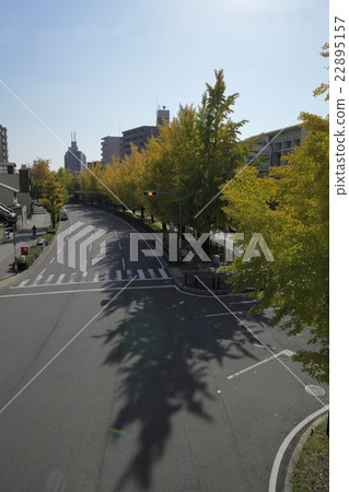 Gingko lined row of Horikawa-dori 22895157