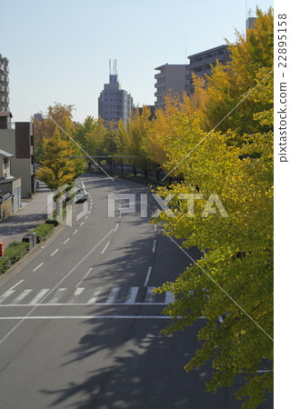 Gingko lined row of Horikawa-dori 22895158