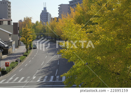 Gingko lined row of Horikawa-dori 22895159