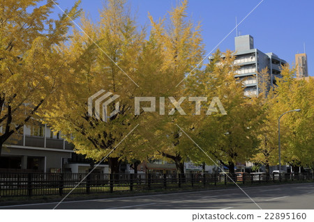 Gingko lined row of Horikawa-dori 22895160