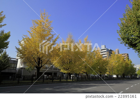 Gingko lined row of Horikawa-dori 22895161