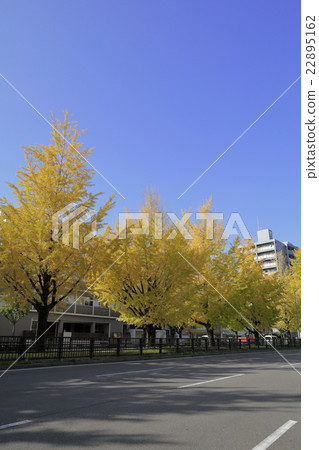 Gingko lined row of Horikawa-dori 22895162