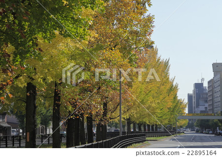 Gingko lined row of Horikawa-dori 22895164