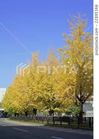 Gingko lined row of Horikawa-dori 22895166